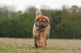 DOGUE DU TIBET 789